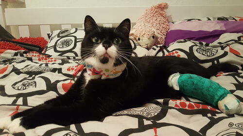 Katze mit Verbandsschiene am linken Hinterbein